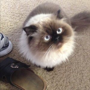 Meet your Posher, Tracy